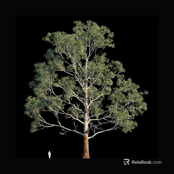 Tall Arbor with Lush Green Foliage and Strong Trunk Isolated on Black Background 3d model 