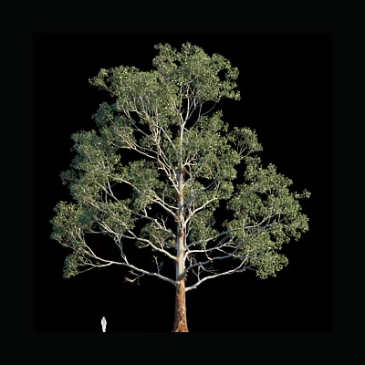 Tall Arbor with Lush Green Foliage and Strong Trunk Isolated on Black Background 3d model