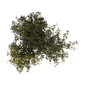Lush Green Shrubs With Dense Branches And Vibrant Foliage For Garden Landscaping