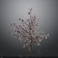Cherry Blossom Tree With Pink Flowers On Dark Background And Reflections