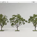 Three Arbor Trees With Lush Green Foliage Sturdy Trunks And Square Bases 3d model