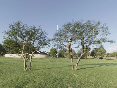 Two Arbor Trees Standing on Green Grassland with Blue Sky Distant Buildings and Other Trees 3d model