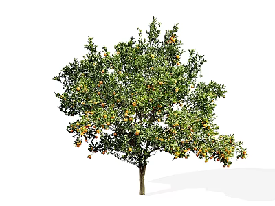 Tall Fruit Bearing Tree With Lush Green Leaves And Ripe Orange Fruits 3d model