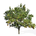 Tall Fruit Bearing Tree With Lush Green Leaves And Ripe Orange Fruits