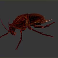 Red Cockroach With Detailed Texture And Long Antennae On Dark Background 3d model
