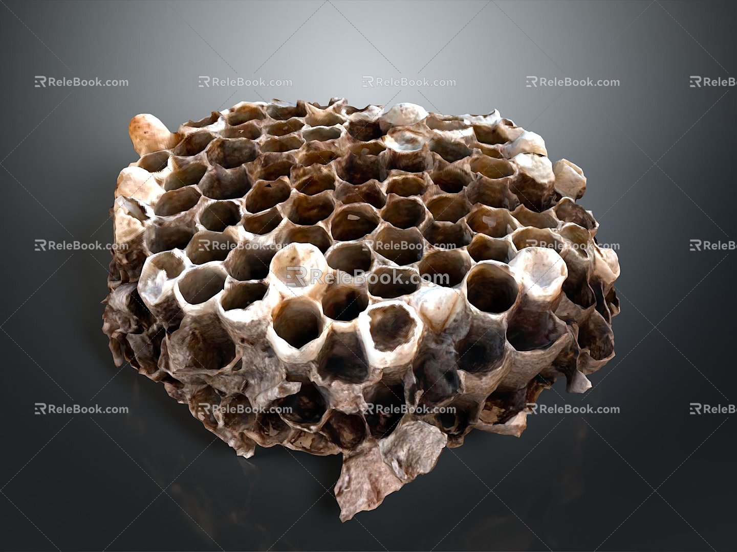 Honeybee hive queen worker bee pupa bee Wang Feng honey 3d model