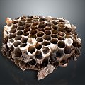 Honeybee hive queen worker bee pupa bee Wang Feng honey 3d model