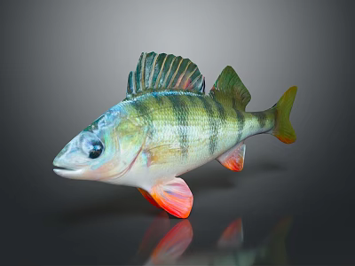 Colorful Striped Fish with Green Yellow Stripes Red Fins on Dark Background with Reflection 3d model