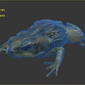 Golden Toad with Textured Skin and Large Eyes Sitting on Dark Background