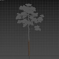 Arbor Tree With Tall Straight Trunk And Dense Green Foliage Branches 3d model