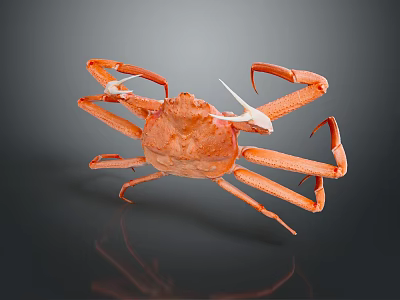 Orange Aquatic Crab With Long Legs And Claws On Dark Background 3d model