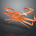 Orange Aquatic Crab With Long Legs And Claws On Dark Background