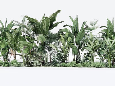 Lush Various Tropical Green Plants In Dense Arrangement Against White Background 3d model