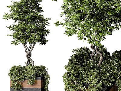 Twisted Trunk Trees With Lush Green Foliage Surrounded By Bushes In Potted Planters 3d model