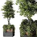 Twisted Trunk Trees With Lush Green Foliage Surrounded By Bushes In Potted Planters