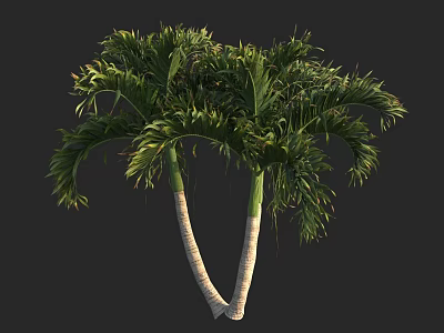 Twin Palm Trees With White Trunks And Lush Green Fronds Against Dark Background 3d model