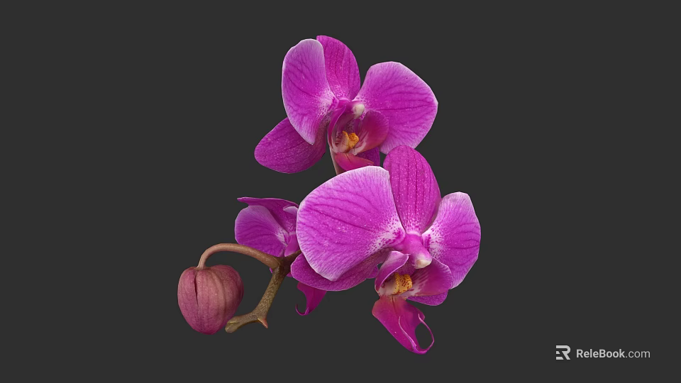 Vibrant Purple Orchid Flowers With Blooming Petals And Flower Bud On Dark Background 3d model 