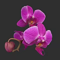 Vibrant Purple Orchid Flowers With Blooming Petals And Flower Bud On Dark Background