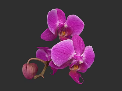Vibrant Purple Orchid Flowers With Blooming Petals And Flower Bud On Dark Background 3d model