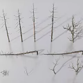 Collection of Dry Dead Tree Branches and Twigs on White Background