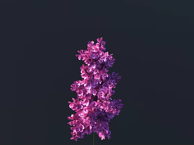 Purple Lilac Flower Blooming Beautifully Against Dark Background With Vibrant Petals 3d model