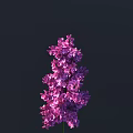 Purple Lilac Flower Blooming Beautifully Against Dark Background With Vibrant Petals