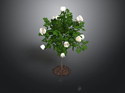 Green Leaf Plant With White Flowers And Root In Soil On Dark Background 3d model