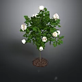 Green Leaf Plant With White Flowers And Root In Soil On Dark Background