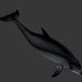 Gray Dolphin With Black Dorsal Fin Swimming In Underwater Environment