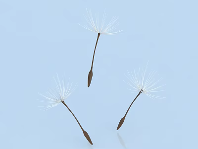 Dandelion Seeds With White Fluffy Tops And Brown Stems On Light Blue Background 3d model