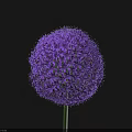 Single Vibrant Purple Spherical Flower with Green Stem on Dark Background 3d model