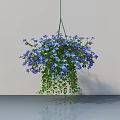 Lush Hanging Basket Plant With Blue Flowers And Trailing Green Leaves Against Light Wall