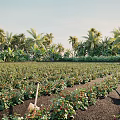 Tropical Strawberry Field Scenery With Lush Palm Trees And Red Fruits