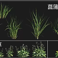 Various Flower and Grass Species Including Lanpu European Globeflower and Basil