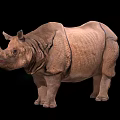 Large Indian Rhinoceros With Single Horn And Wrinkled Skin On Black Background