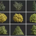 Various Arbor Tree Varieties Featuring Different Shapes Colors And Green Yellow Foliage 3d model