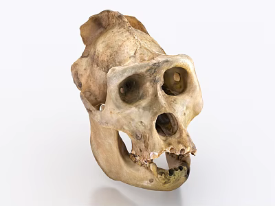 Ape Skull Sculpture Intricate Bone Carving With Lifelike Anatomical Details And Craftsmanship 3d model