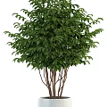 Lush Green Bonsai Potted Plants With White Pots And Decorative Foliage