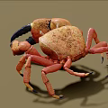Realistic Orange Crab Aquatic Animal With Blue Claws And Detailed Features