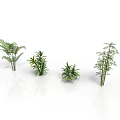Four Different Green Plants on White Smooth Surface with White Background