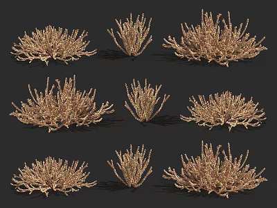 Different Brown Shrubs 3D Models with Various Shapes on Black Background 3d model