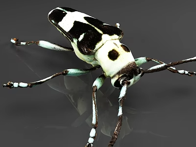 Black And White Reptile With Blue Legs On Gray Background Displaying Unique Body Patterns 3d model