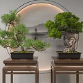 Bonsai Plants Displayed On Wooden Tables With Circular Landscape Background Decoration