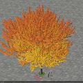 Autumn Arbor Featuring Orange And Yellow Foliage On Paved Ground With Person Beneath