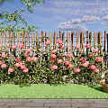Wooden Garden Fence Adorned With Pink Roses And Green Grass Under Blue Sky