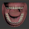 Anatomical 3D Human Mouth Model With Open Teeth And Extended Tongue