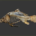 Fish Skeleton With Detailed Bone Structure Light Yellowish Beige Color On Grey Background 3d model