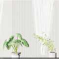 Indoor Potted Monstera Plant With White Textured Pot And Striped Wall White Curtains Gray Floor