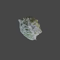 Unique Green And White Coral With Intricate Textured Natural Structure