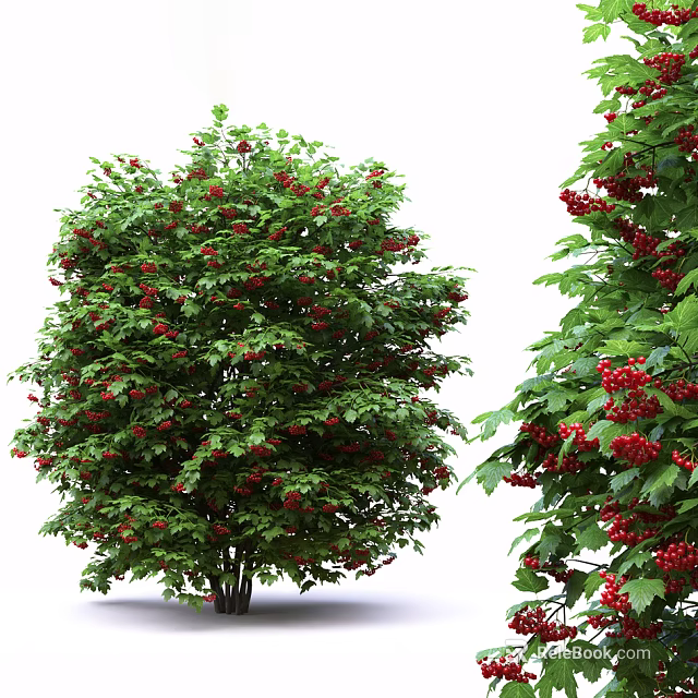 Vibrant Green Shrub With Red Berries And Lush Foliage In Garden 3d model 